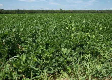 Quality of state's peanut crop varies by location