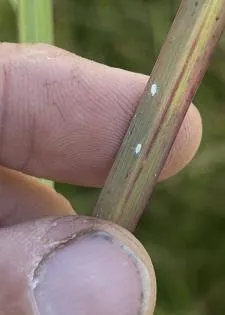 MSU scientists urge farmers to scout for new invasive pest