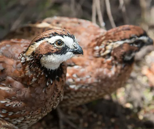 Native plants key to bobwhite quail success