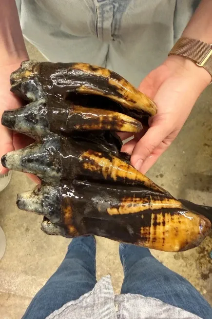 Well-preserved tooth from Pacific mastodon found in a creek in San Francisco Bay Area