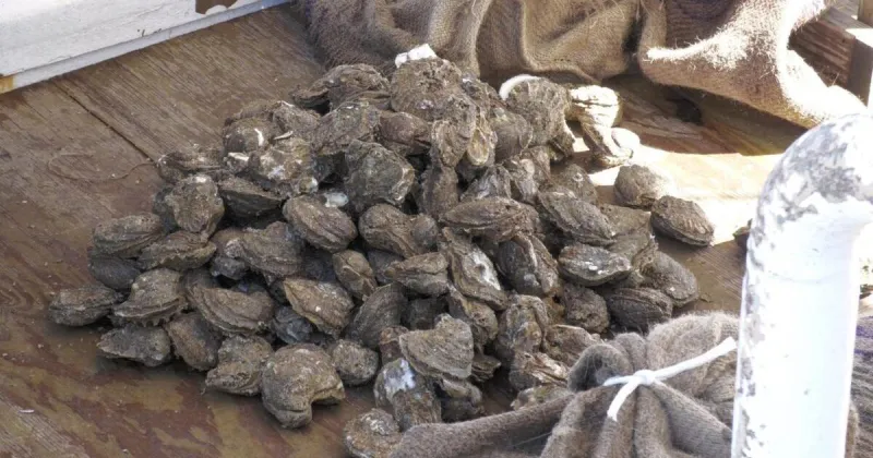 Mississippi oyster industry rebuilds as reefs show signs of growth