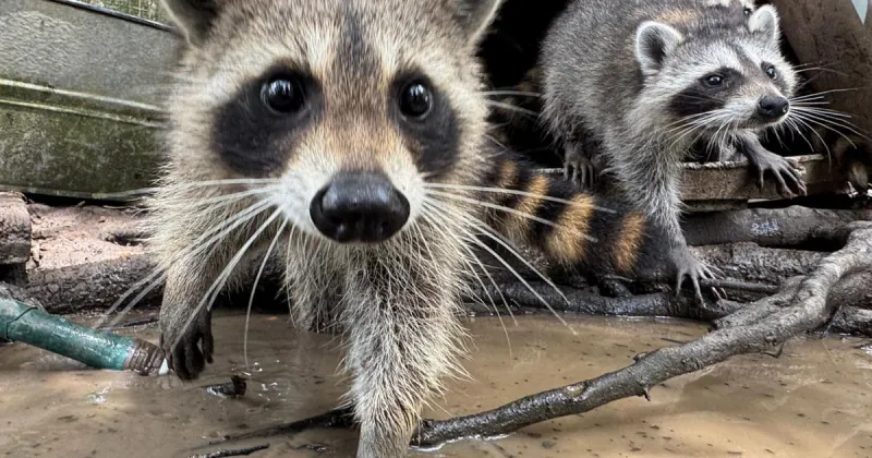 A raccoon boot camp in Mississippi teaches abandoned kits survival skills