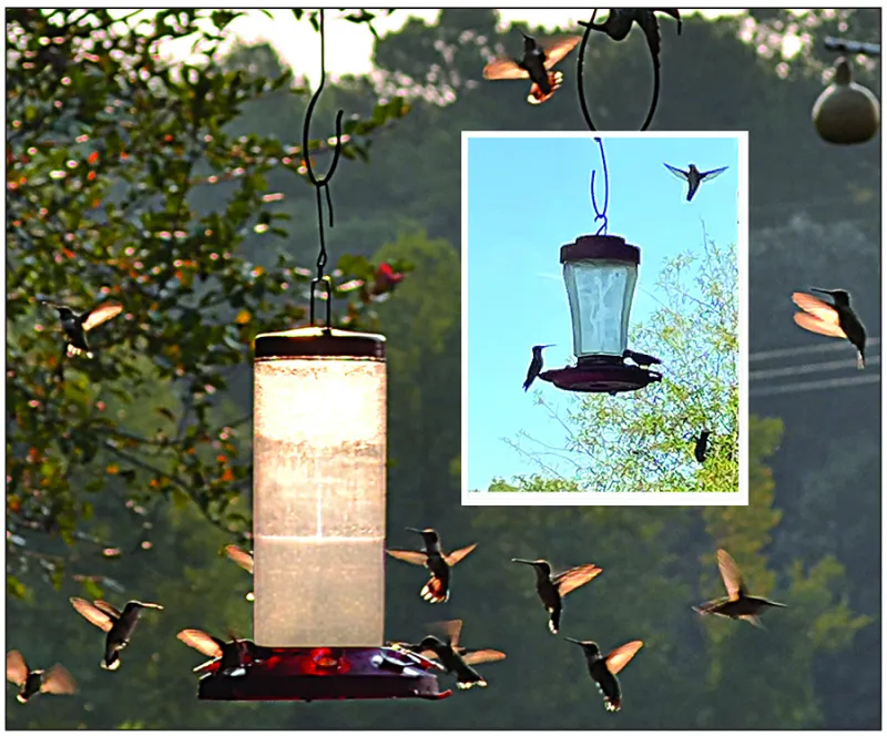 Fighting for the Feeder