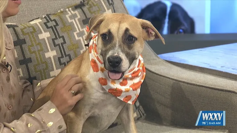 WXXV News 25 Pet of the Week: Birdie is looking for a forever home