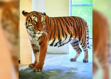 HATTIESBURG ZOO WELCOMES 12-YEAR-OLD FEMALE MALAYAN TIGER, AVA