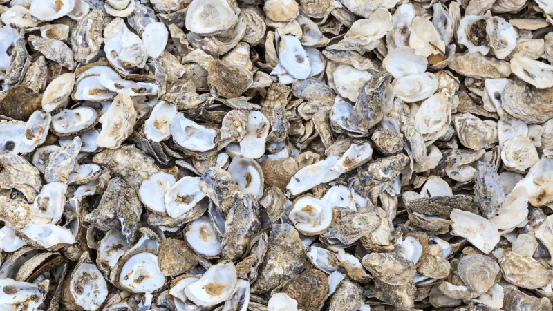 Oyster season to begin in Mississippi on Oct. 1