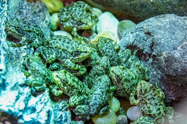 A California frog is on the brink of extinction. Long Beach's aquarium has a plan to save it
