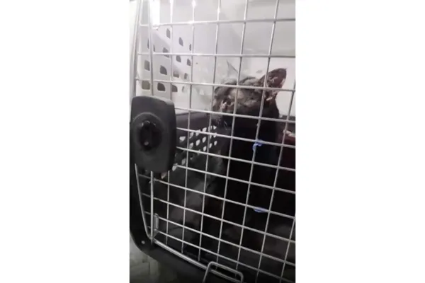 'Catman' to the rescue, as man pulls stuck Long Island pet to safety after long ordeal