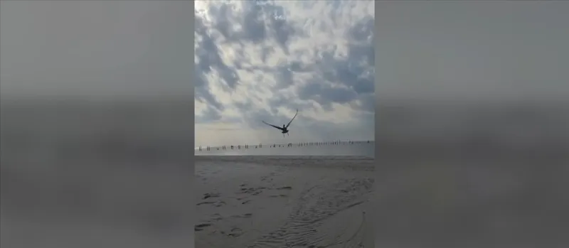 Pelican rehabilitated in Pass Christian released into wild