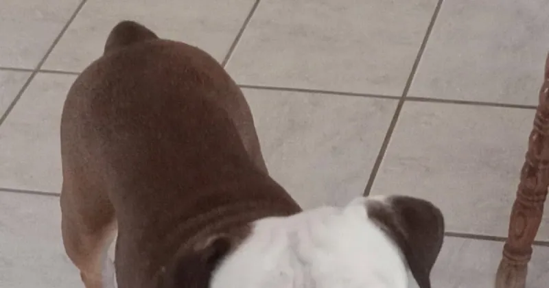 Meet Rocko