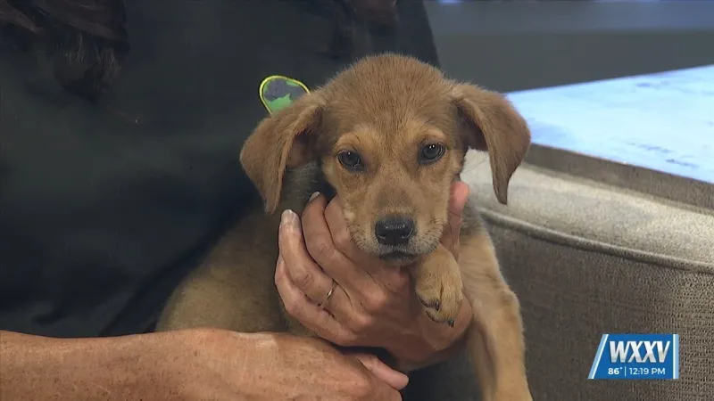 Pet of the Week: Barbie is looking for a forever home