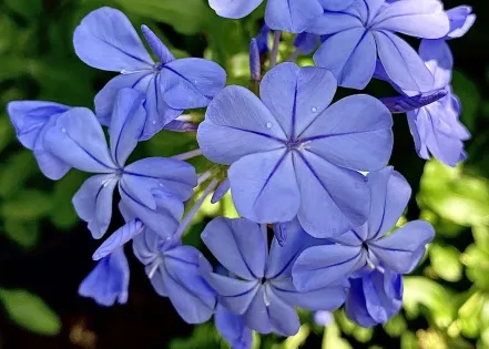 Fall garden performers are key for pollinators