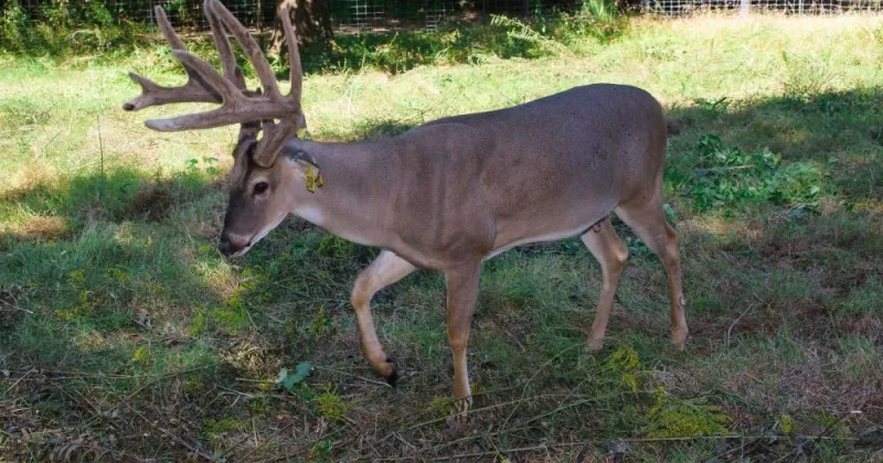 White-tailed deer managed by state's hunters, farmers