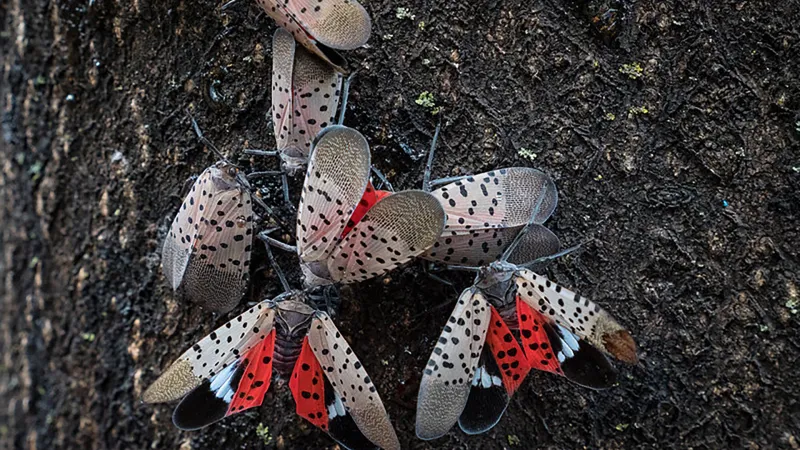 MSU Extension scientists ask public to watch for new insect