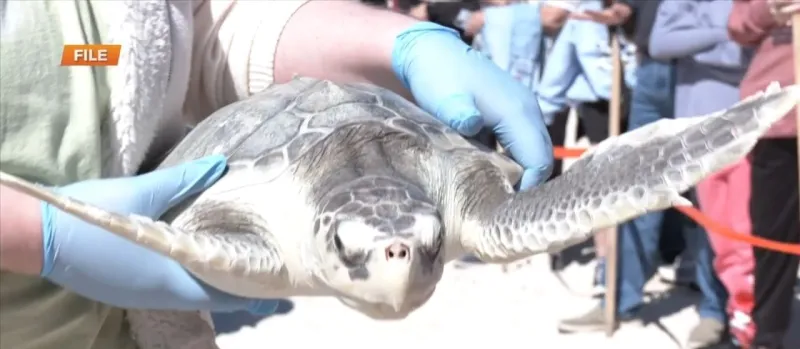IMMS holding turtle release on Thursday