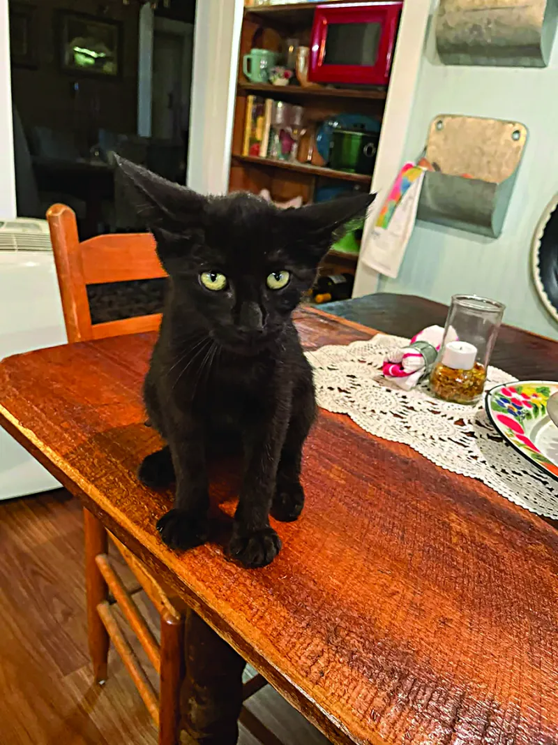 Black Cat Fever