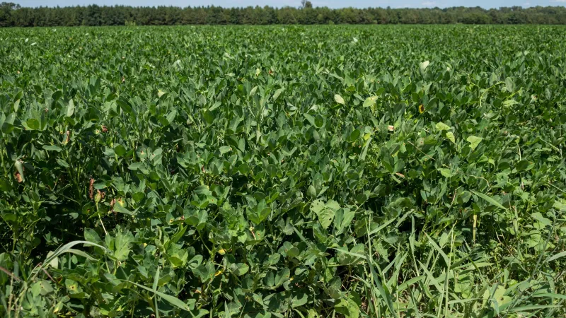 Quality of Mississippi's peanut crop varied by location in 2026