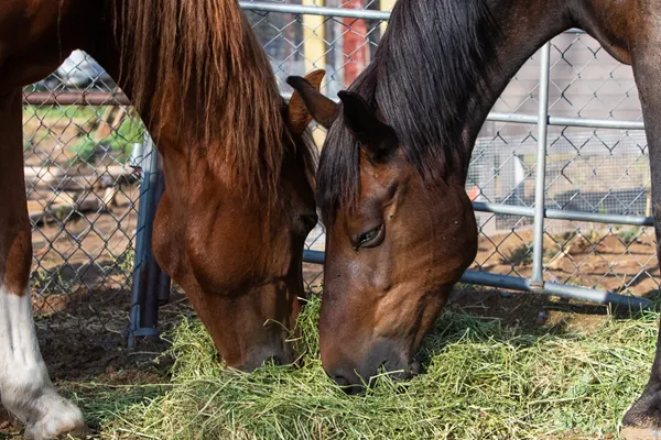 Retired and rescued: Old horses live out their final years at River Thunder Ranch