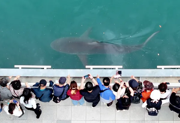 South Korea embraces a huge shark slowly circling a canal in the country's biggest port city