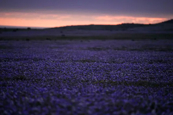 Earth's driest desert is covered in wildflowers right now