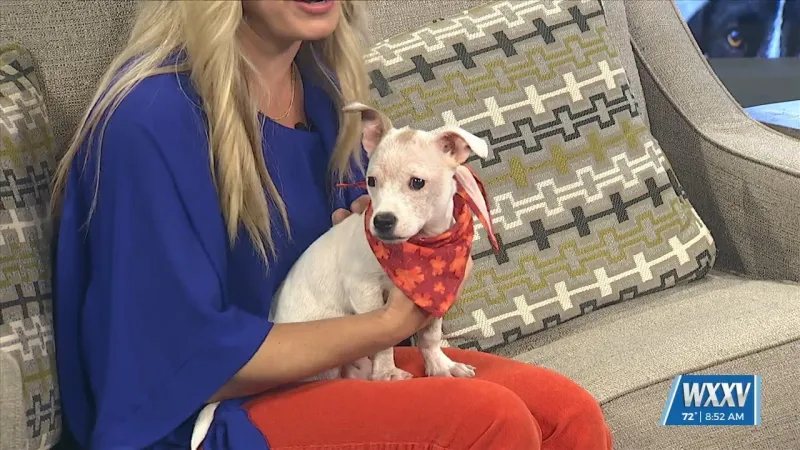 Pet of the Week: Toby is looking for a forever home
