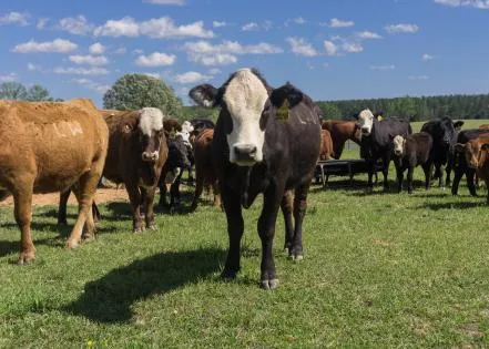 Timing of beef import expansion affects domestic markets