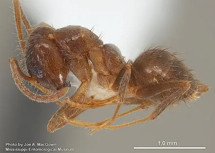 Tawny crazy ants spread to 7 Mississippi counties