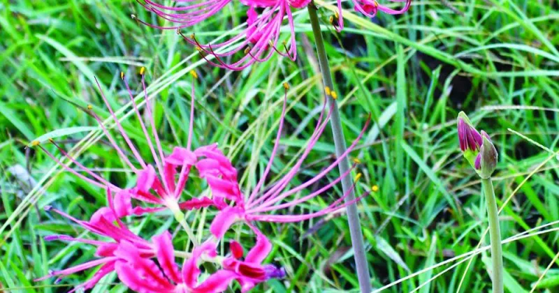 Spider lilies tell of the first frost date