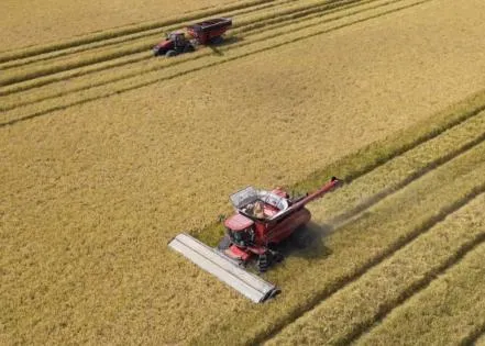 Rice season ends positively despite fewer acres planted