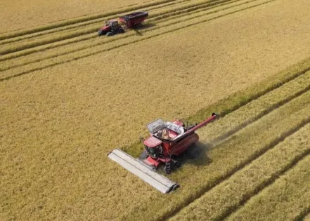 Rice season ends positively despite fewer acres planted