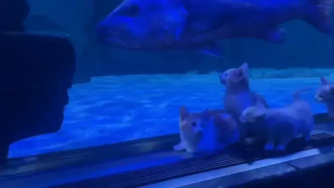 Orphaned kittens meet sharks and stingrays on an aquarium field trip at the Mall of America