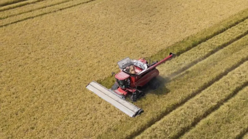 Rice season in Mississippi ends positively despite fewer acres planted