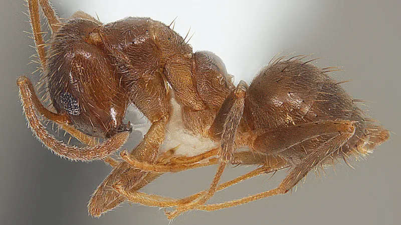 Tawny crazy ants spread to 7 Mississippi counties