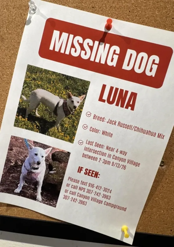 Search for missing pup in Yellowstone is under pressure as winter nears