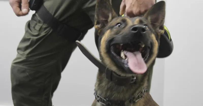 Itawamba K9 helps bring police chase to safe conclusion