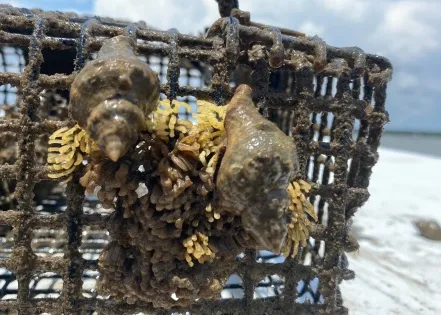 Oyster drills threaten mollusk populations