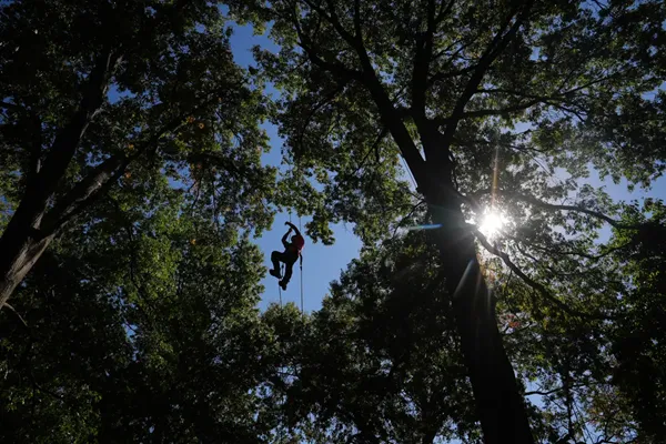 Climbers scale St. Louis trees during international tree climbing competition