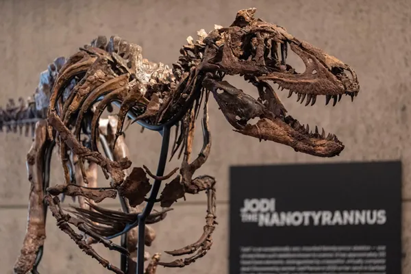 Rare fossil of T. rex cousin goes on display in New York before heading to auction