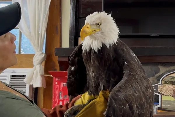 Bird flu caused the death of Jackie, a California bald eagle who captured hearts