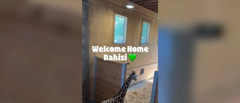 Hattiesburg Zoo welcomes a new giraffe