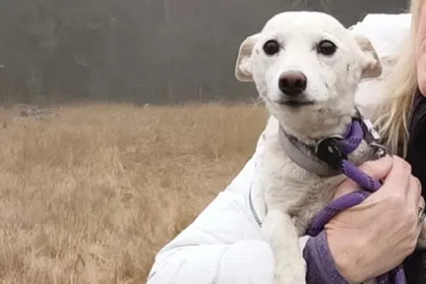 Luna, a small dog missing for over a month in Yellowstone, is reunited with her owners