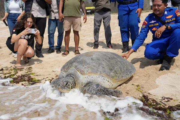 Indonesia returns 20 green sea turtles to the ocean after Bali smuggling raid