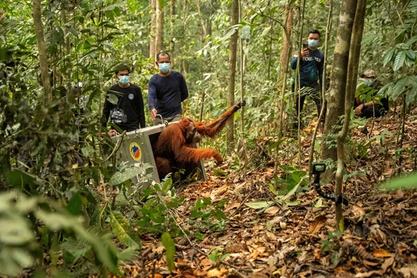 Indonesia relocates 8 orangutans into protected forest after rescue from wildfires