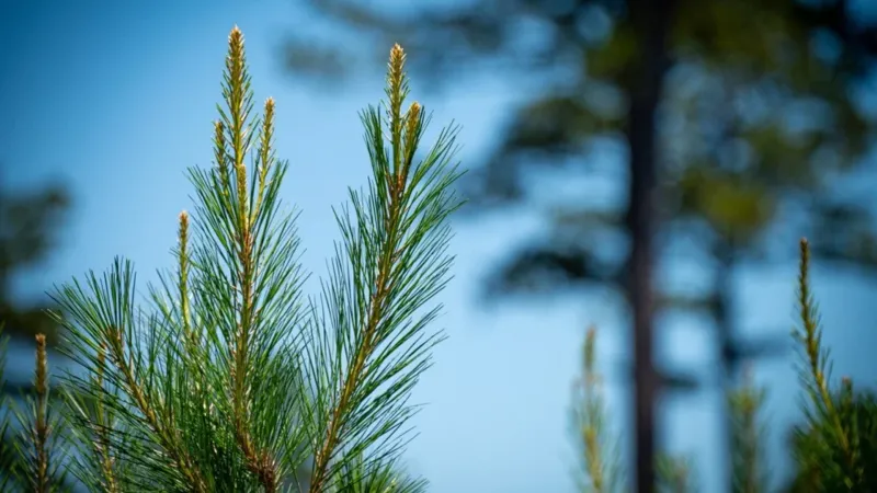 Lumber manufacturer Barge Forest Products investing $8.3 million in Macon