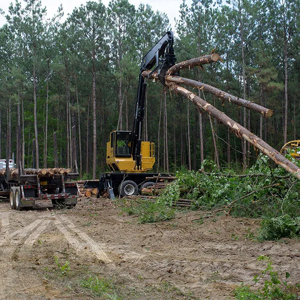 Forest products essential in everyone's daily lives