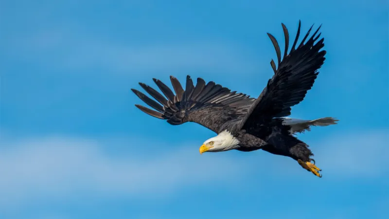 Delta State project aims to protect bald eagles in the Mississippi Delta