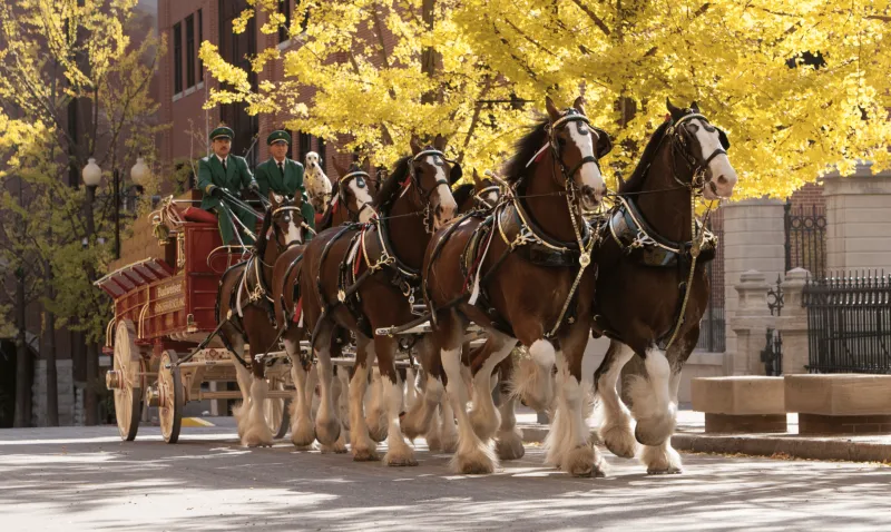 Budweiser Clydesdales coming to Mississippi Gulf Coast, Delta this December
