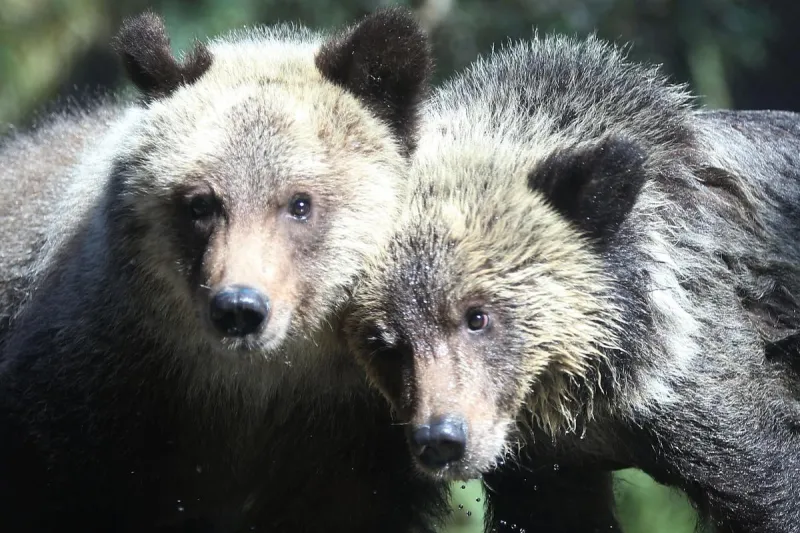 Montana Congressman Says the Time to Delist the Grizzly is Now
