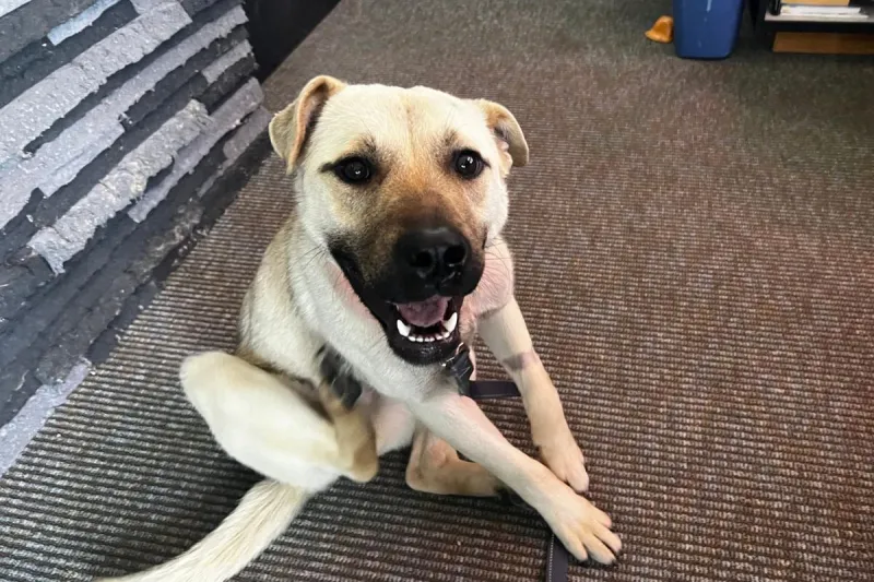 ADOPT: "Lady" is Looking for a Loving Home in the Billings Area