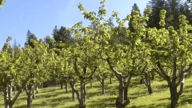 NBC MT Today: Gas prices, Flathead cherry harvest, Belgrade tourism, warmer weekend
